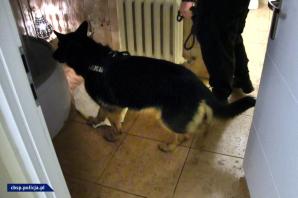 [VIDEO] Zatrzymania członków zorganizowanej grupy przestępczej zajmującej się prowadzeniem agencji towarzyskich w Poznaniu