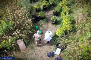 [VIDEO] Zlikwidowane 2 plantacje i przejęte 1650 krzaków konopi - akcja CBŚP i KP w Chełmży