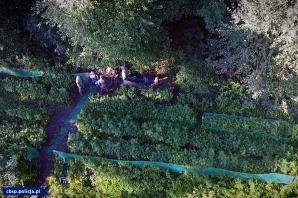 [VIDEO] Zlikwidowane 2 plantacje i przejęte 1650 krzaków konopi - akcja CBŚP i KP w Chełmży