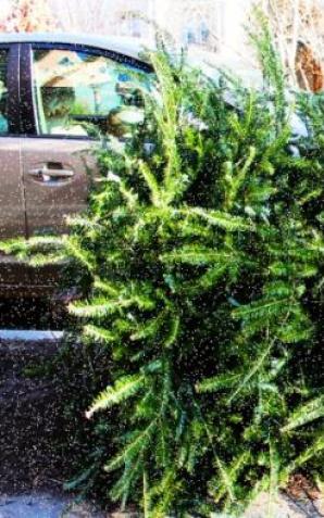 Warszawa: Choinki oddajmy lasom