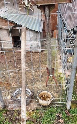 [VIDEO] Areszt dla mężczyzny podejrzanego o zabicie psa