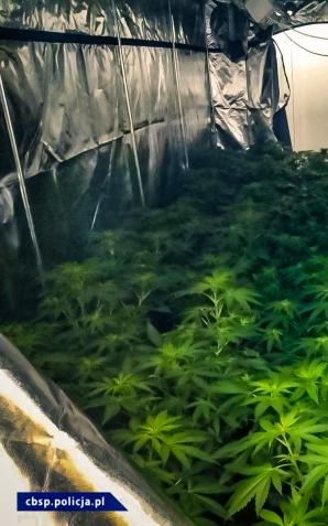 [VIDEO] Rozbity gang tworzył laboratoria narkotyków, plantacje konopi i przemycał narkotyki z Holandii do Polski