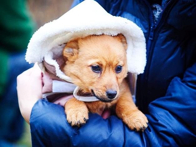 Pamiętajmy o potrzebach i emocjach zwierząt