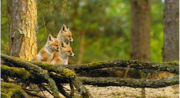 Laury dla: Trzech muszkieterów