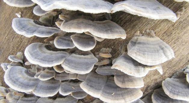 Dziwne, dziwniejsze, grzyb